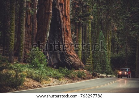 Giant Sequoia and the Generals Highway. Sequoia National Park and Forest. Kings Canyon. California, United States of America.