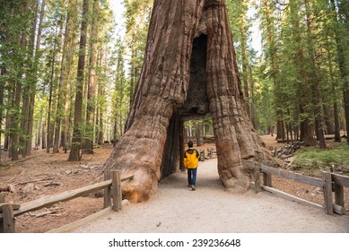 Giant Sequoia, Mariposa Grove, Yosemite National Park, California