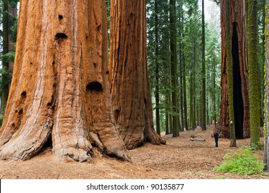 Giant Sequoia, Sequoia NP