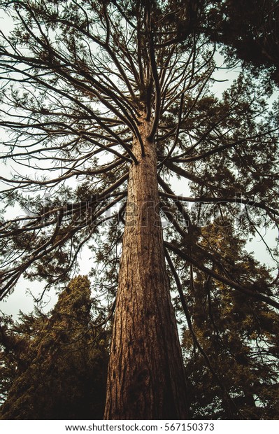 Giant Sequoia One Tallest Trees On Stock Photo Edit Now 567150373