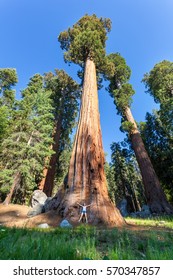 Giant Sequoia Redwood Trees With Blue Sky