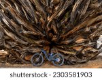 Giant Sequoia Root - An electric-bike standing against a huge root of a fallen Giant Sequoia tree. Sequoia and Kings Canyon National Park, California, USA.