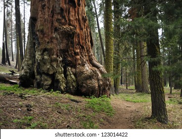 Giant Sequoia Tree