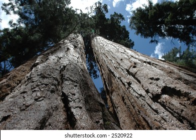Giant sequoia tree