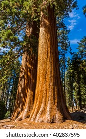Redwood Tree Texture High Res Stock Images Shutterstock - roblox sequoia tree
