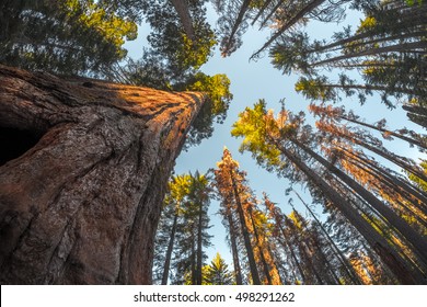 Giant Sequoia Tree In The Forest Of Yosemite National Park, USA