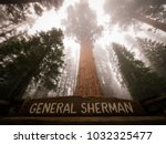 Giant sequoia tree - General Sherman, Sequoia National Park, California, USA
