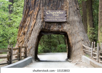 A Giant Sequoia Tree With A Hole In The Base Large Enough For A Car To Drive Through