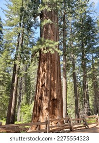 A Giant Sequoia tree just of a path in a forest