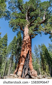 Giant Sequoia Tree In The Mariposa Grove