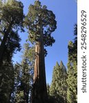 Giant sequoia tree in Sequoia National Park 