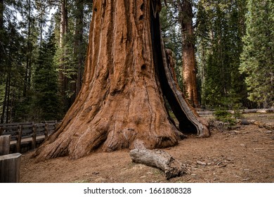 Giant Sequoia Tree With A Split In The Base In Sequoia National Park, California