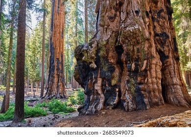 Giant Sequoia Tree Trunks and Forest Floor on Congress Trail in Sequoia National Park