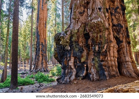 Giant Sequoia Tree Trunks and Forest Floor on Congress Trail in Sequoia National Park