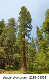 Giant Sequoia Tree, Yosemite National Park, California