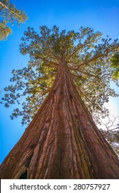 Giant Sequoia Tree In Yosemite National Park, California, USA.  Looking Up.