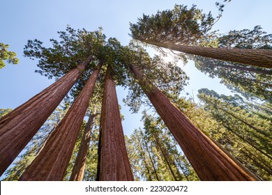 Giant Sequoia Trees