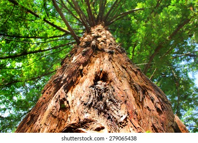 Giant Sequoia Trees