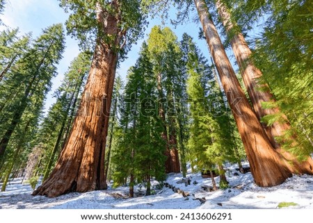 Giant Sequoia Trees in 4K Ultra HD - Sequoia National Park, California
