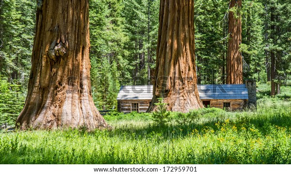 Giant Sequoia Trees Cabin Yosemite National Stock Photo Edit Now