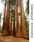 Giant Sequoia Trees in California. 