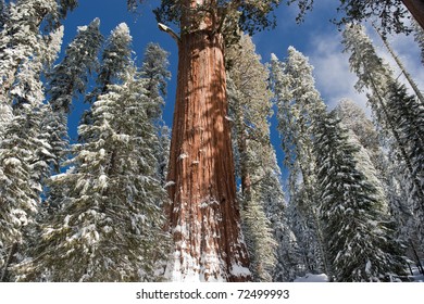 The Giant Sequoia Trees Covered In Snow