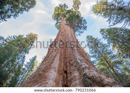 Giant Sequoia trees in Kings Canyon National Park in California, USA
