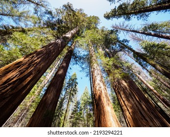 Giant Sequoia Trees In Mariposa Grove, Yosemite National Park 
