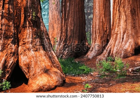 Giant Sequoia trees in Mariposa Grove, Yosemite National Park, California; smoke from Ferguson Fire visible in the air;
