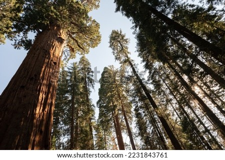 Giant sequoia trees in Sequoia National Forest