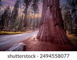 Giant sequoia trees in Sequoia National Park, California,