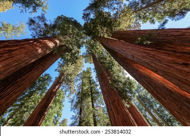 Giant Sequoia Trees In Sequoia National Park, California