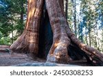 Giant Sequoia trees (Sequoiadendron giganteum) in Sequoia National Park, California, USA