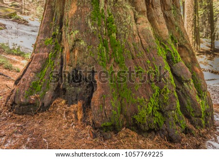 Giant Sequoia trunk (Redwood) in the Giant Forest Grove in the Sequoia National Park, California (USA) Stock foto © 