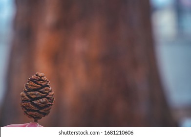 Giant Sequoias Forest. Sequoia Detail Bark, Needles National Park