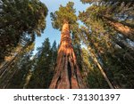Giant Sequoias Forest. Sequoia National Park in California Sierra Nevada Mountains, United States.