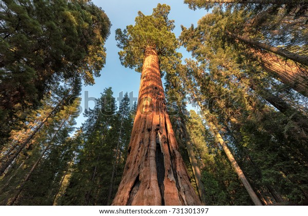 Giant Sequoias Forest. Sequoia\
National Park in California Sierra Nevada Mountains, United\
States.