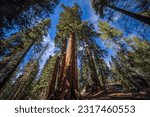 Giant Sequoias | Kings Canyon National Park, California, USA