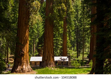 Giant Sequoias At Mariposa Grove, Yosemite, California.