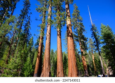 Giant Sequoias in Mariposa Grove , Yosemite National Park, Carifornia, USA.