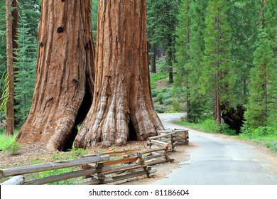 Giant Sequoias, Mariposa Grove Yosemite National Park