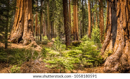 Giant Sequoias (Redwoods) in the Giant Forest Grove in the Sequoia National Park, California (USA)