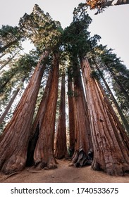Giant Sequoias in Sequoia National Park, California, USA