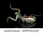 Giant Shield mantis closeup with self defense position on black background, Shield mantis closeup on mirror