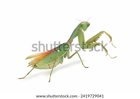 Giant Shield mantis closeup with self defense position on white background, Shield mantis closeup on white background