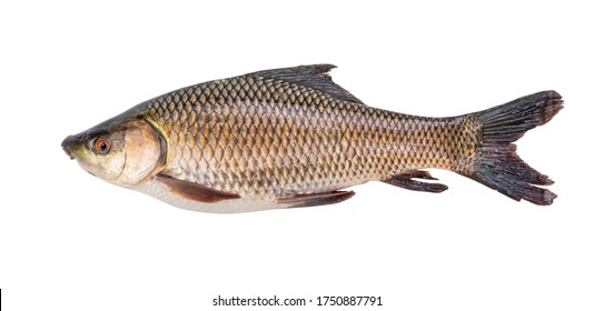 701 Giant Carp Images, Stock Photos & Vectors | Shutterstock