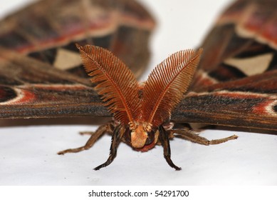 Giant Silkworm Moth Attacus Atlas Close Up