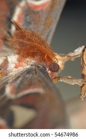 Giant Silkworm Moth Attacus Atlas Close Up