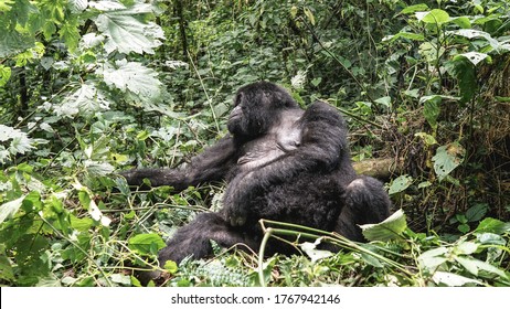 Giant Silverback Female Mountain Lowland Gorilla  