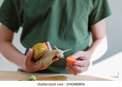 Giant Snail Pet. Child Teenage Hands With A Large Domestic Snail Achatina. The Child Feeding, Examines And Studies The Snail. Unusual Pets In Childhood. Natural Snail Slime